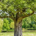 Manor House And Its Park In The Heart Of Calvados *